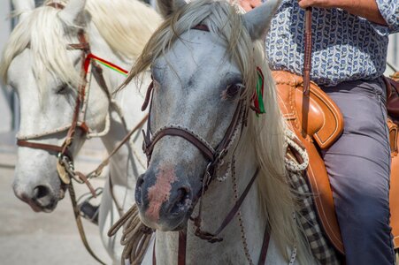 Riders gardians horseback riding photo