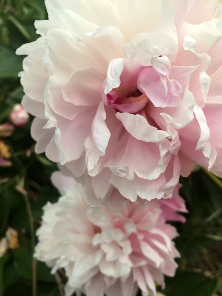Pink bloom blossom