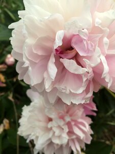 Pink bloom blossom