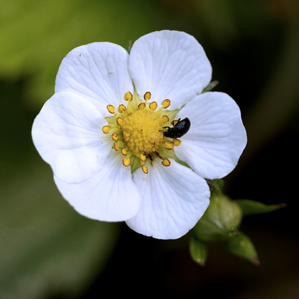 Flower beetle nature