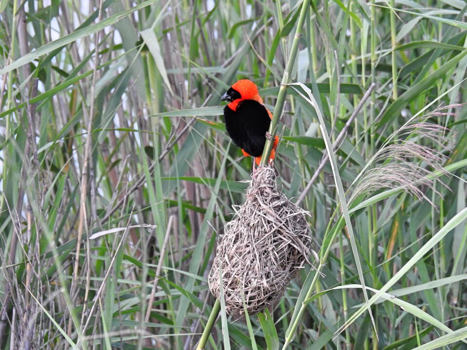 Colorful bird plumage