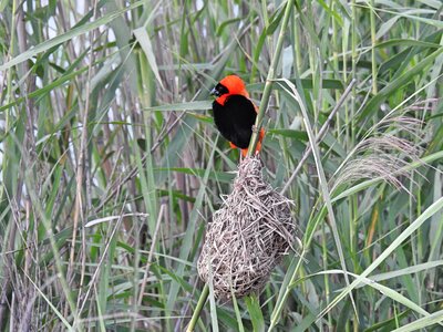 Colorful bird plumage