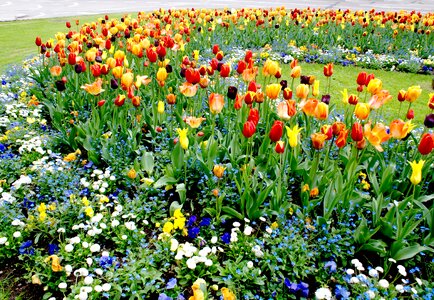 Colorful spring garden