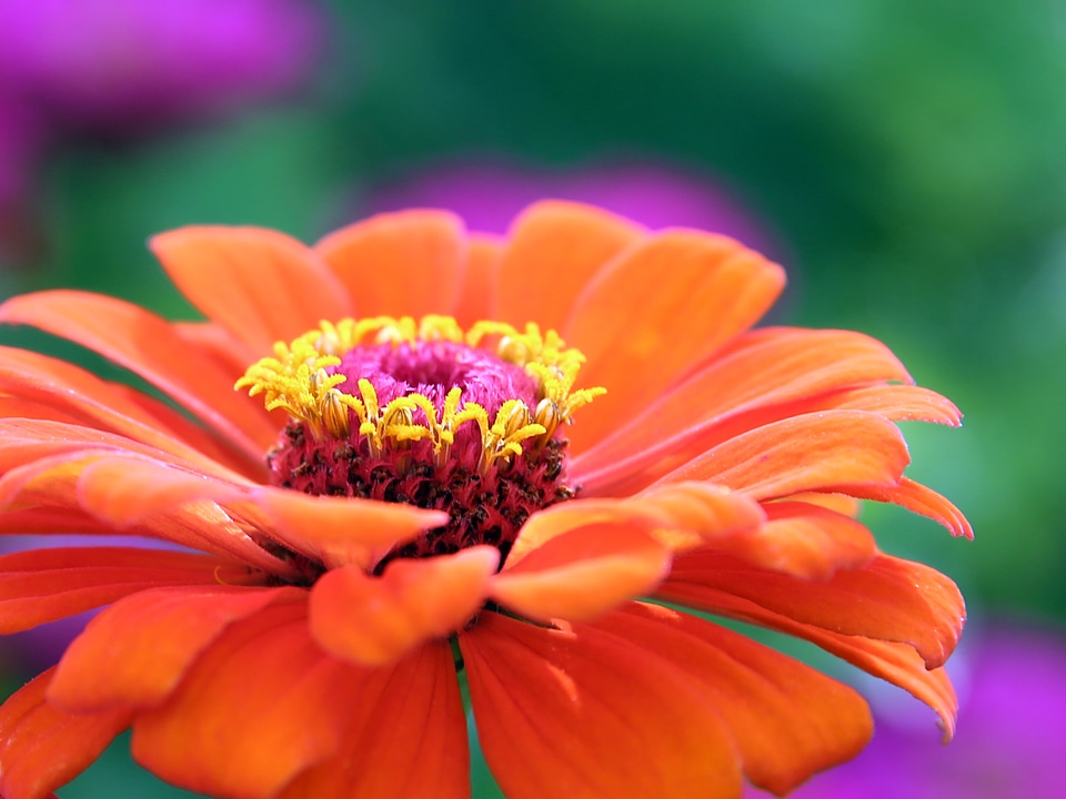 Bloom plant flora