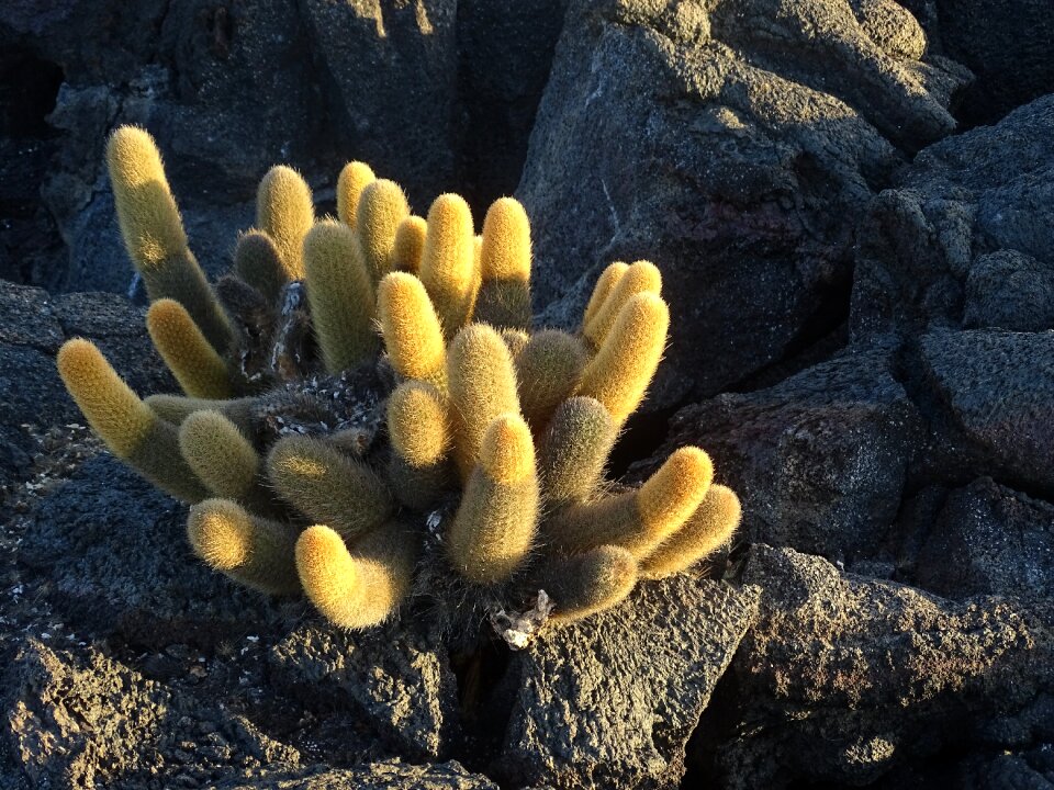 Evening dusk wilderness