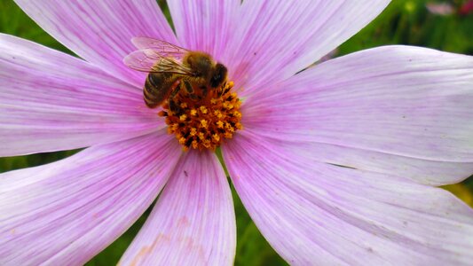 Flower pink flower bee photo