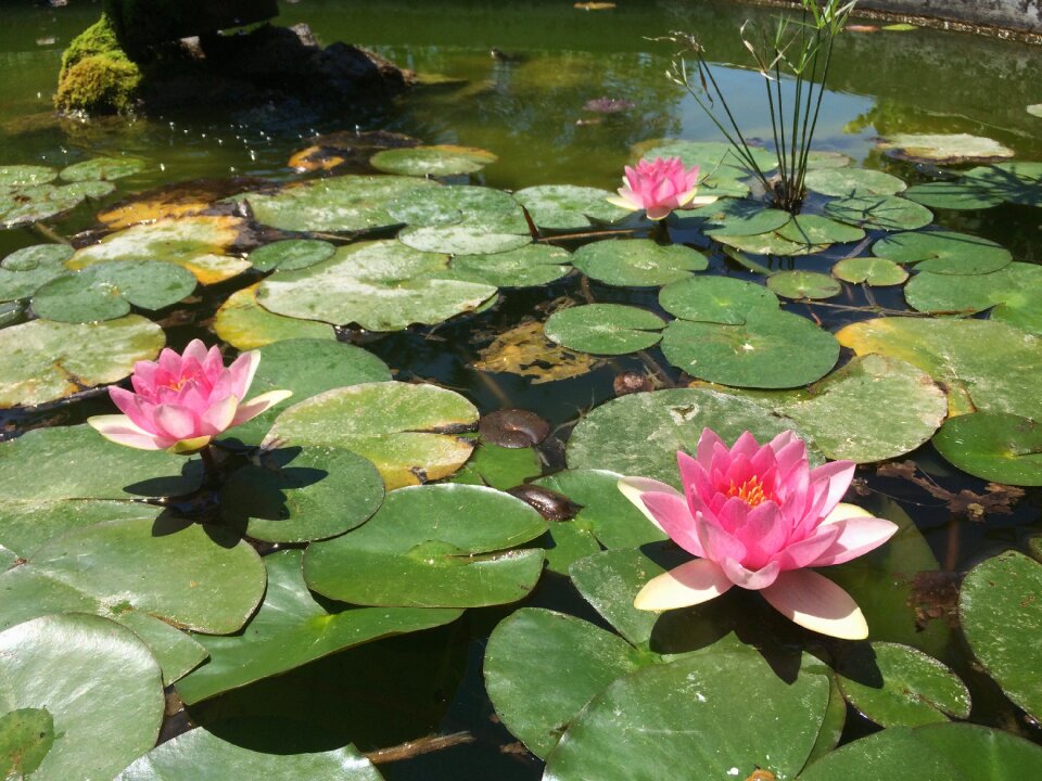 Nature plant flourish