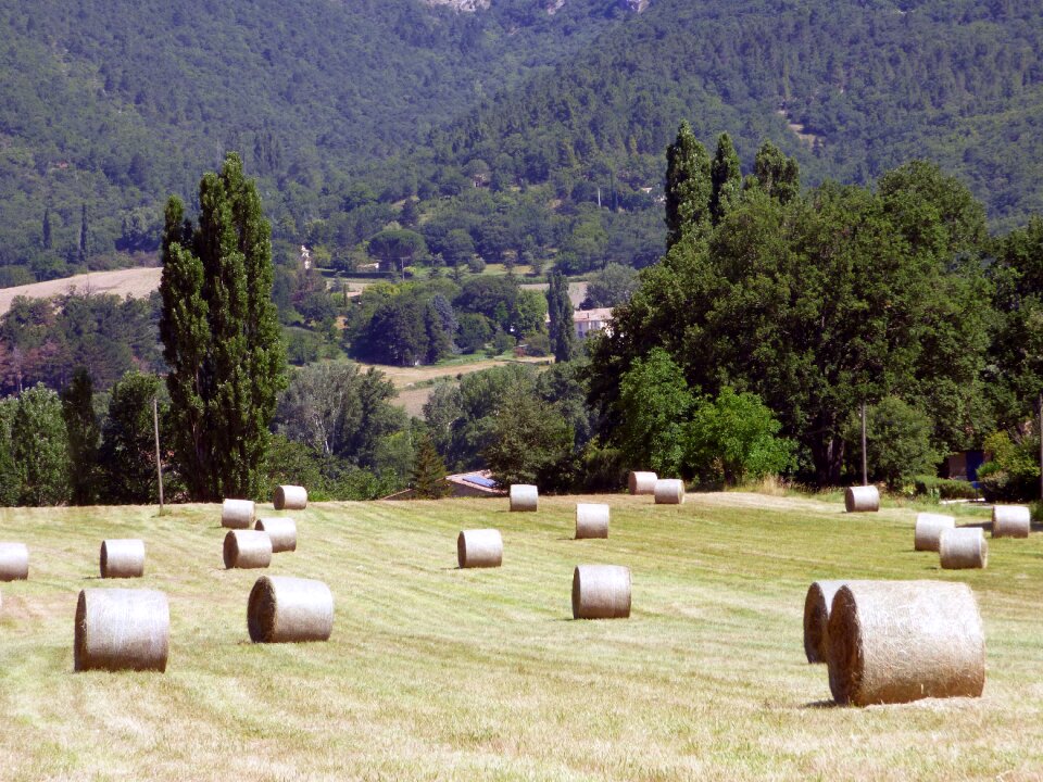 Landscape agriculture summer