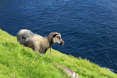 Sheep mountain side faroe islands photo