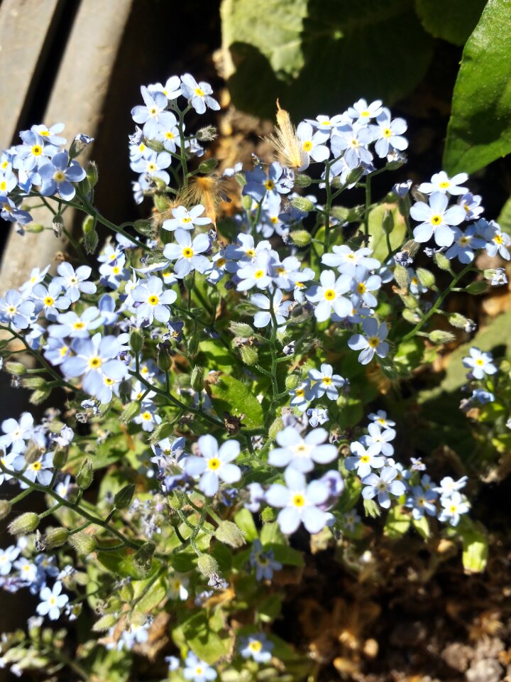 Blue nature plant