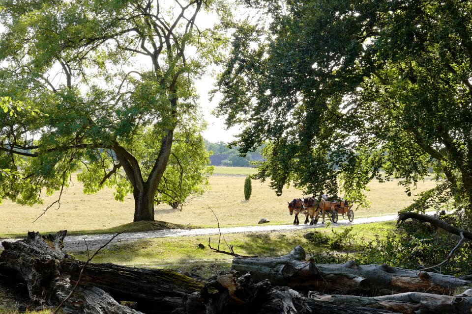 More heide landscape