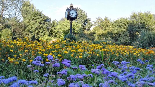 Park nature flowers