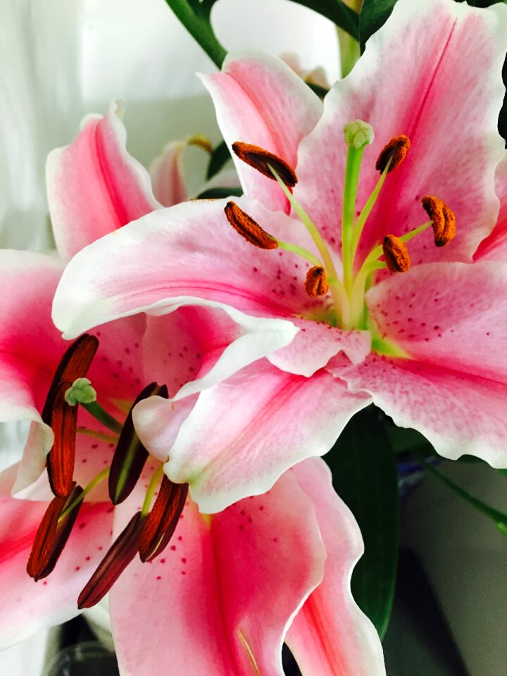 Flower plant lily