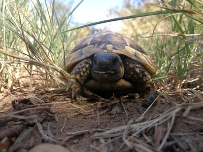 Tortoise turtles