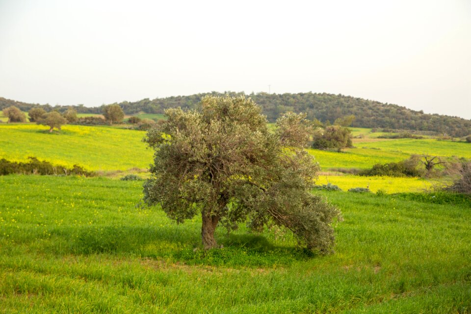 Landscape tree cyprus