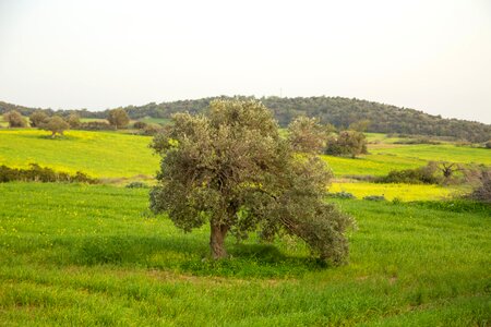Landscape tree cyprus photo