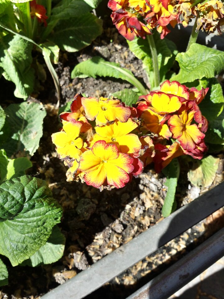 Hdr nature plant