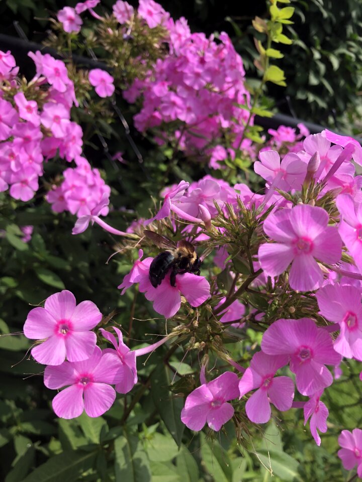 Bee flower