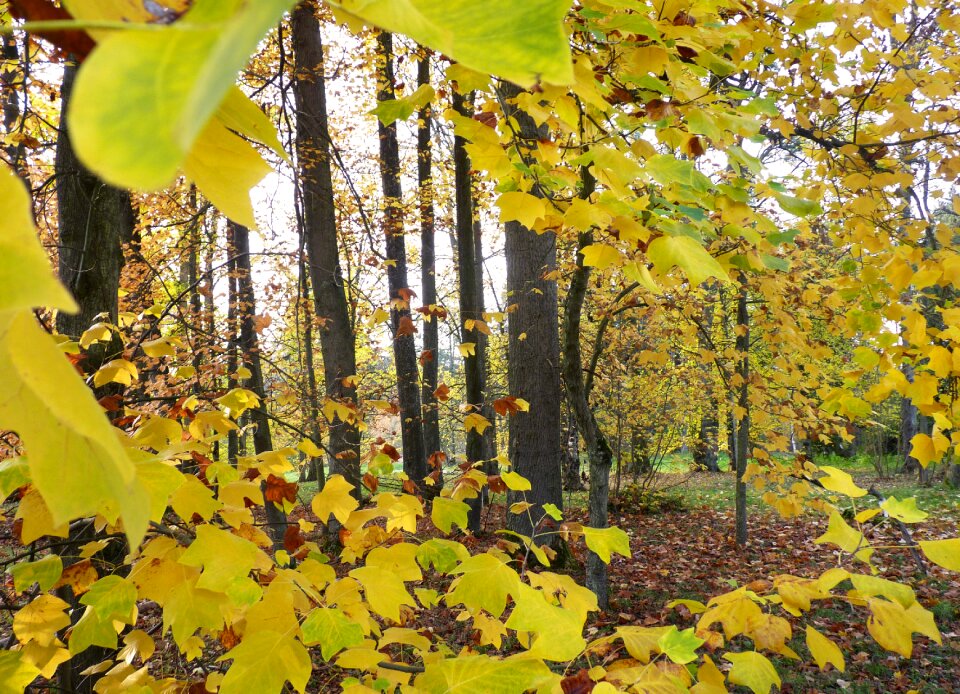 Landscape trees leaves photo