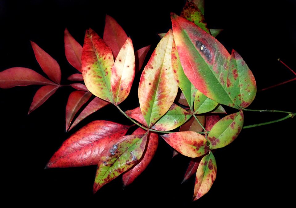 Fall nature garden
