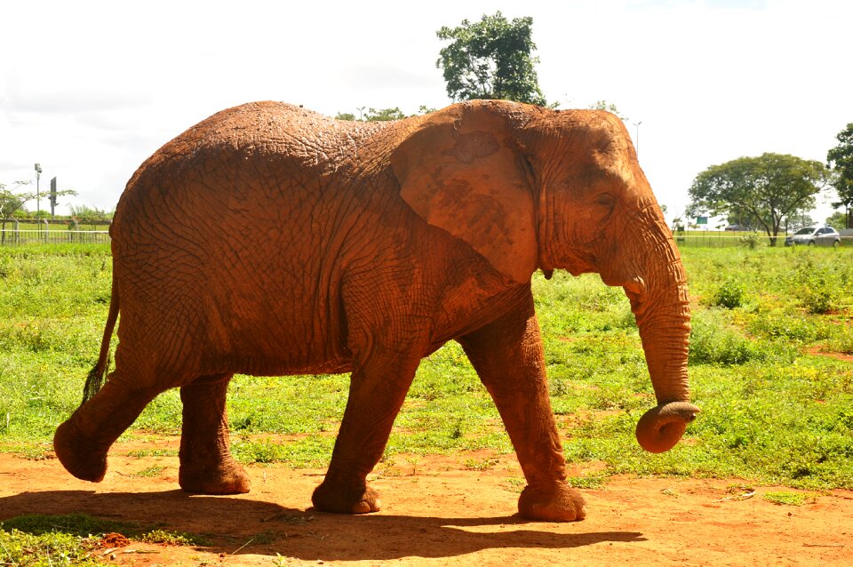 Nature fauna elephant