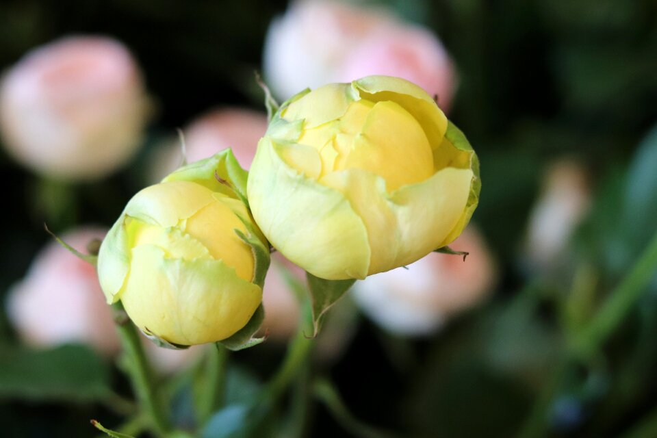 Pastel flower flower dream house garden