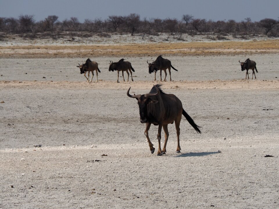 Namibia kudu etosha