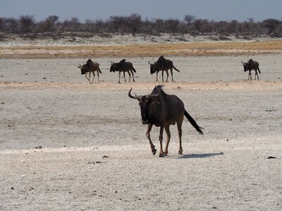 Namibia kudu etosha photo