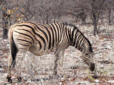 Namibia zebra etosha photo