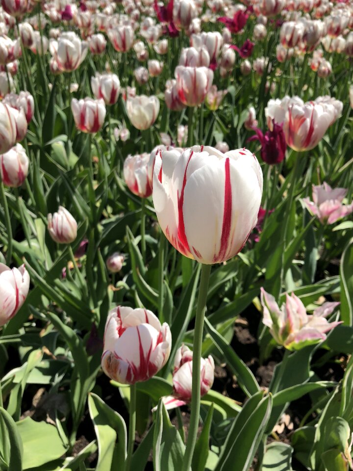 Tulip ottawa flower show