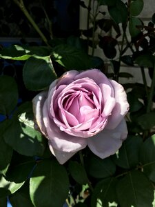 Bloom purple thorns
