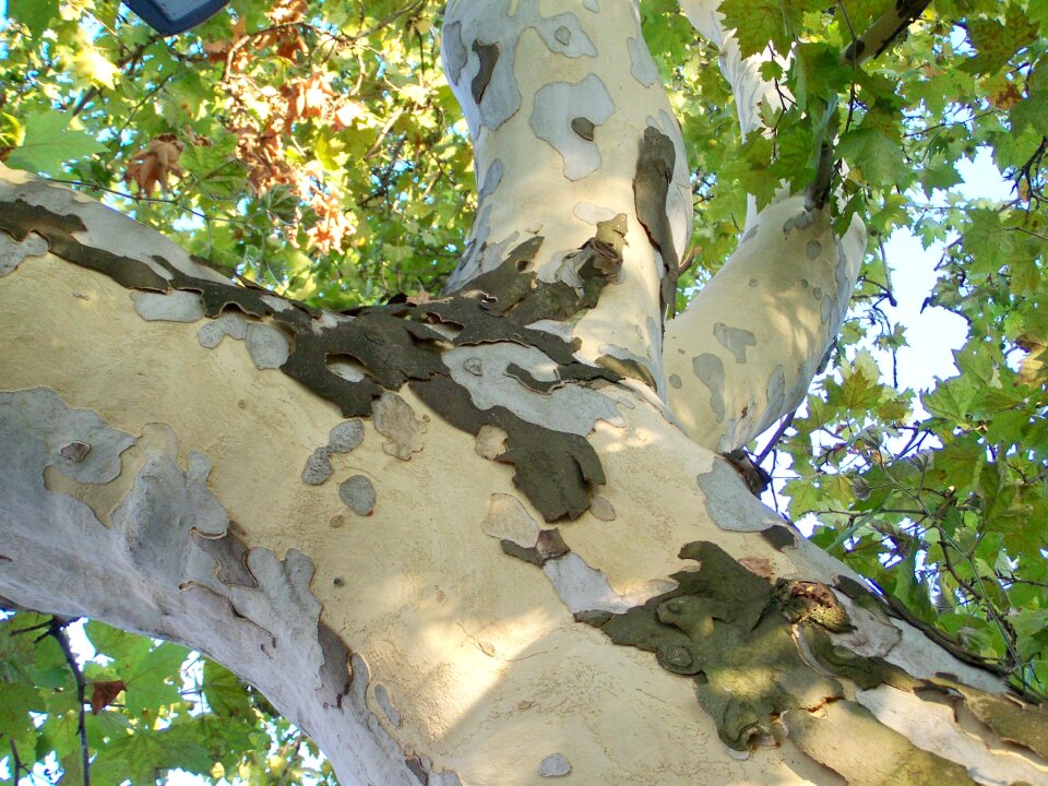 Sycamore tree log plant