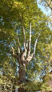Leaves nature