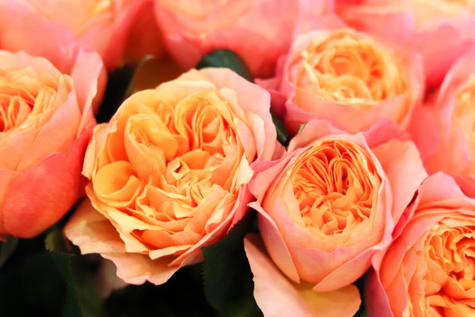 Lover fragrance flora