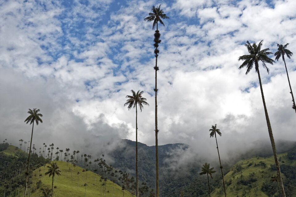 Valle del cocora tree landscape