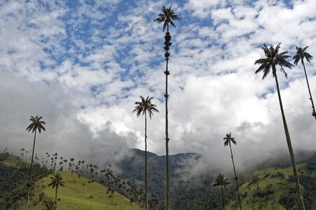 Valle del cocora tree landscape