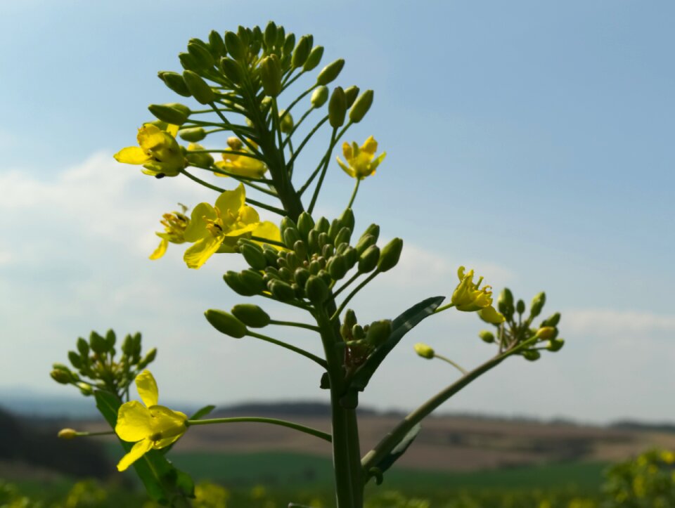 Spring field of rapeseeds nature