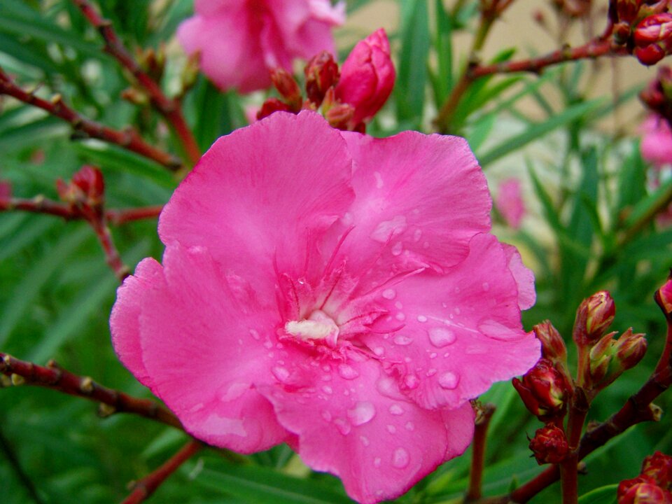 Leander raindrops and flowers pink