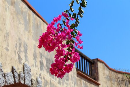 Summer nature bougainvillea