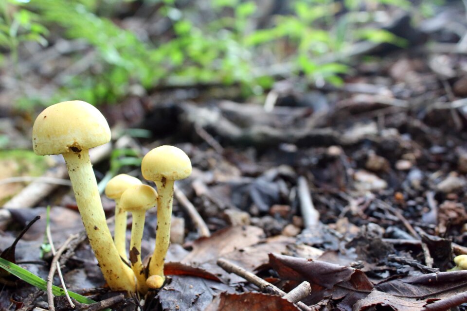 Nature forest no filter