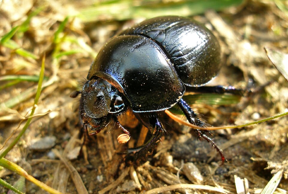 Insect nature