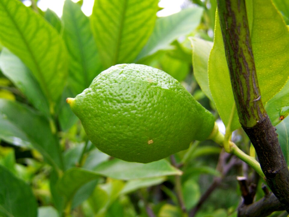 Lemon immature fruit green