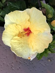 Flower yellow bloom