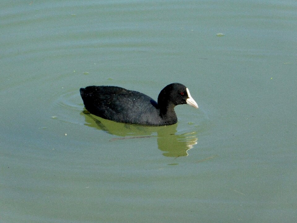 Waterfowl reflection
