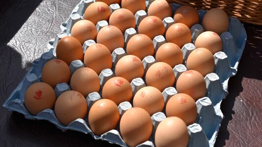 Egg chicken eggshell photo
