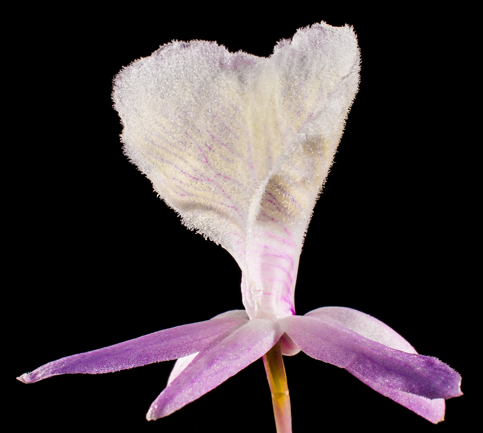 Blossom bloom flower