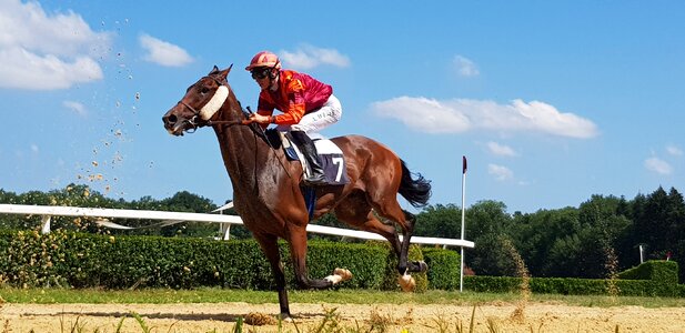 Race racehorse sports