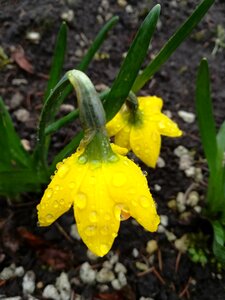 Daffodil yellow spring