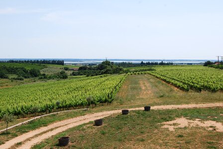 Vineyards wine france