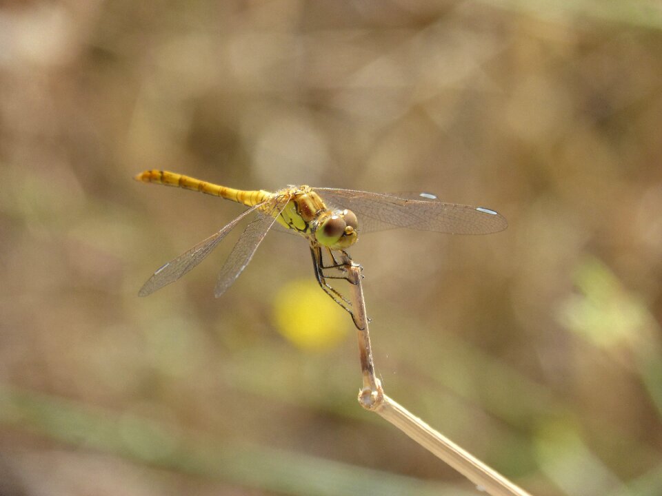 Winged insect cordulegaster boltonii branch